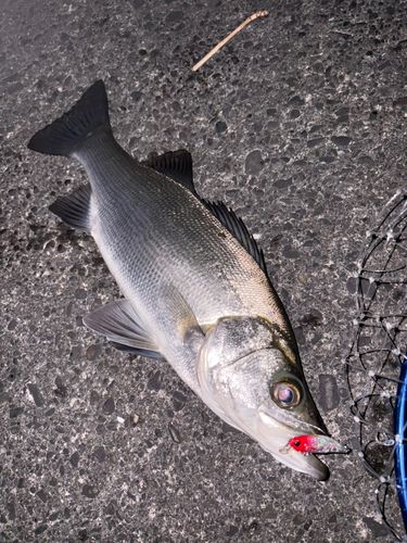 ヒラスズキの釣果
