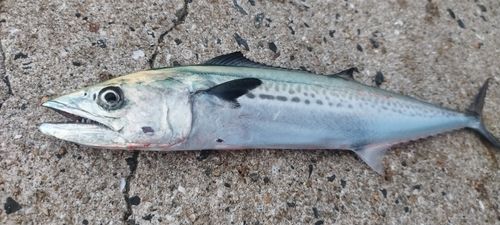 薄香湾