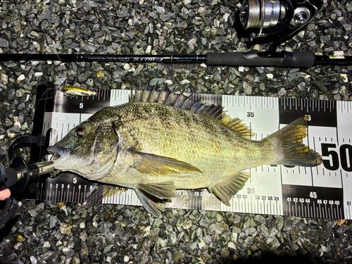 チヌの釣果