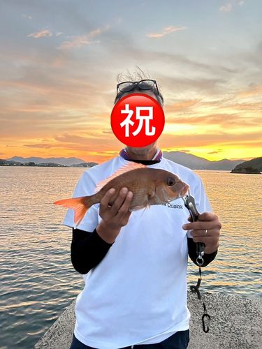 マダイの釣果