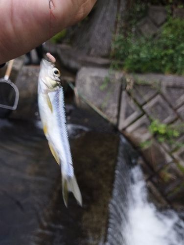 ウグイの釣果