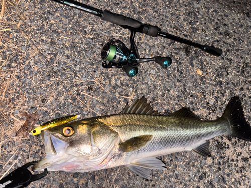 シーバスの釣果