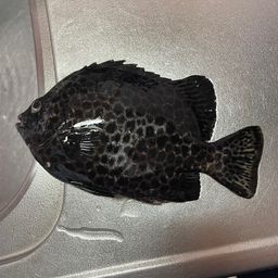 イシガキダイ