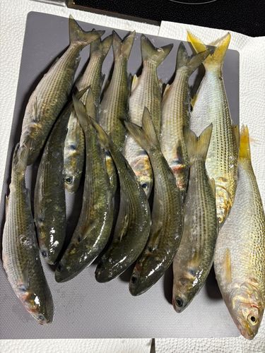 鹿島港魚釣園