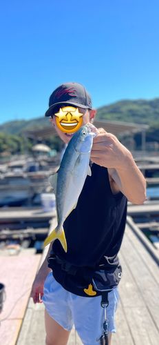 ヤズの釣果