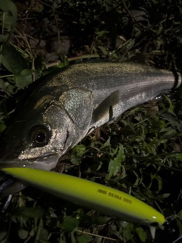 シーバスの釣果