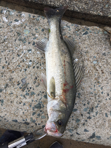 セイゴ（マルスズキ）の釣果