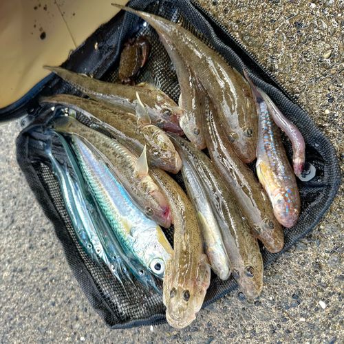 ハゼの釣果