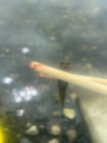 チチブの釣果