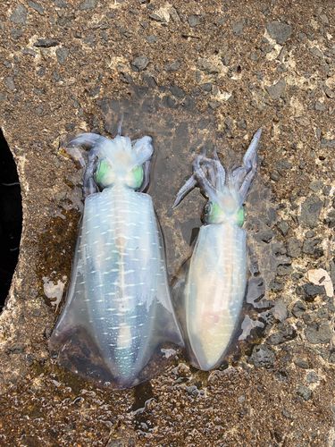 アオリイカの釣果