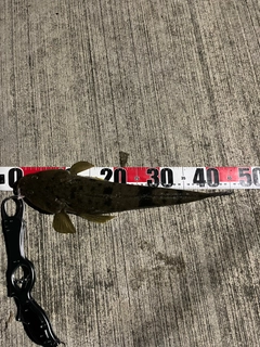 マゴチの釣果