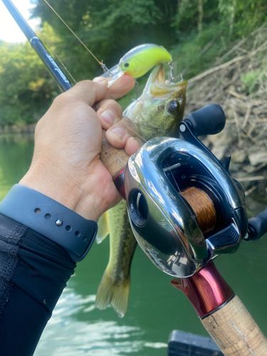ブラックバスの釣果