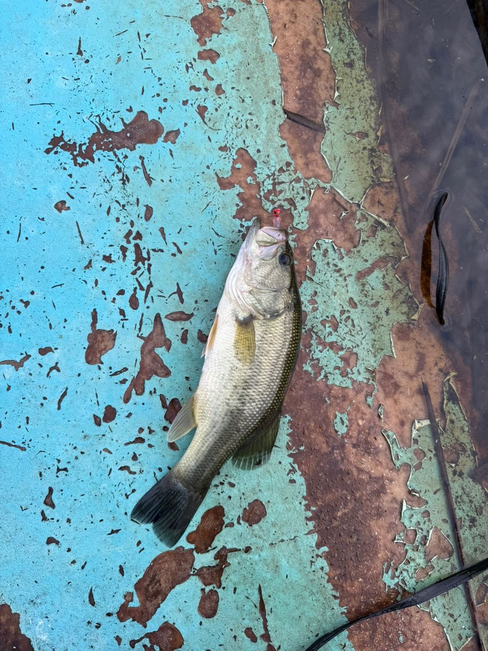 ラージマウスバス