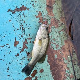 ラージマウスバス