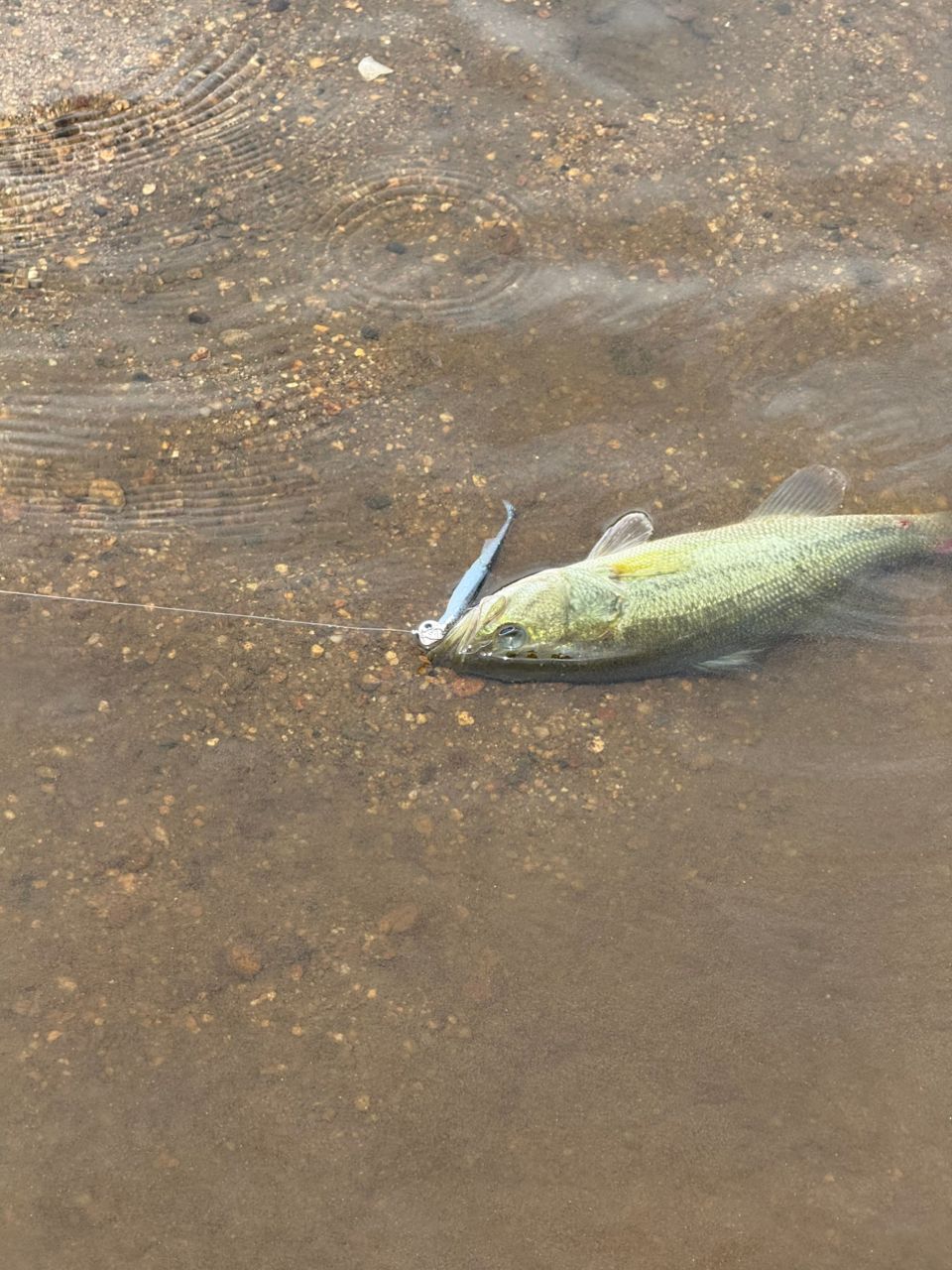 ラージマウスバス