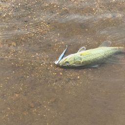 ラージマウスバス