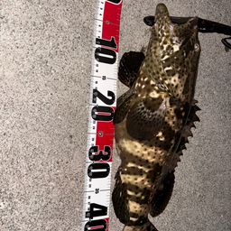 ヤイトハタ