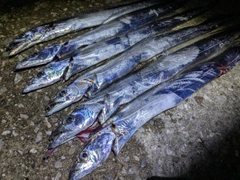 タチウオの釣果