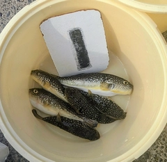 コモンフグの釣果