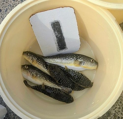 コモンフグの釣果