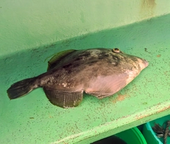 カワハギの釣果