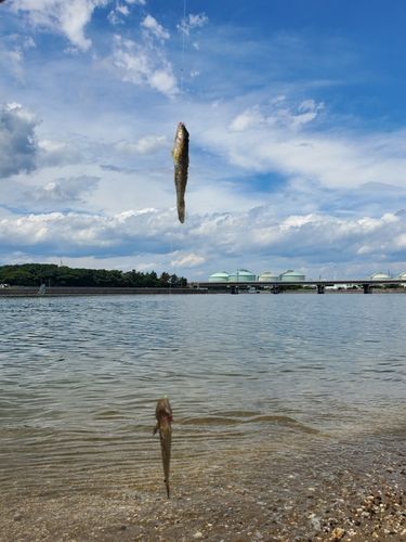 ハゼの釣果