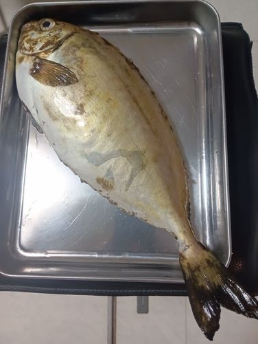アイゴの釣果