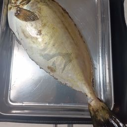 アイゴ