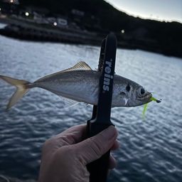 アジ