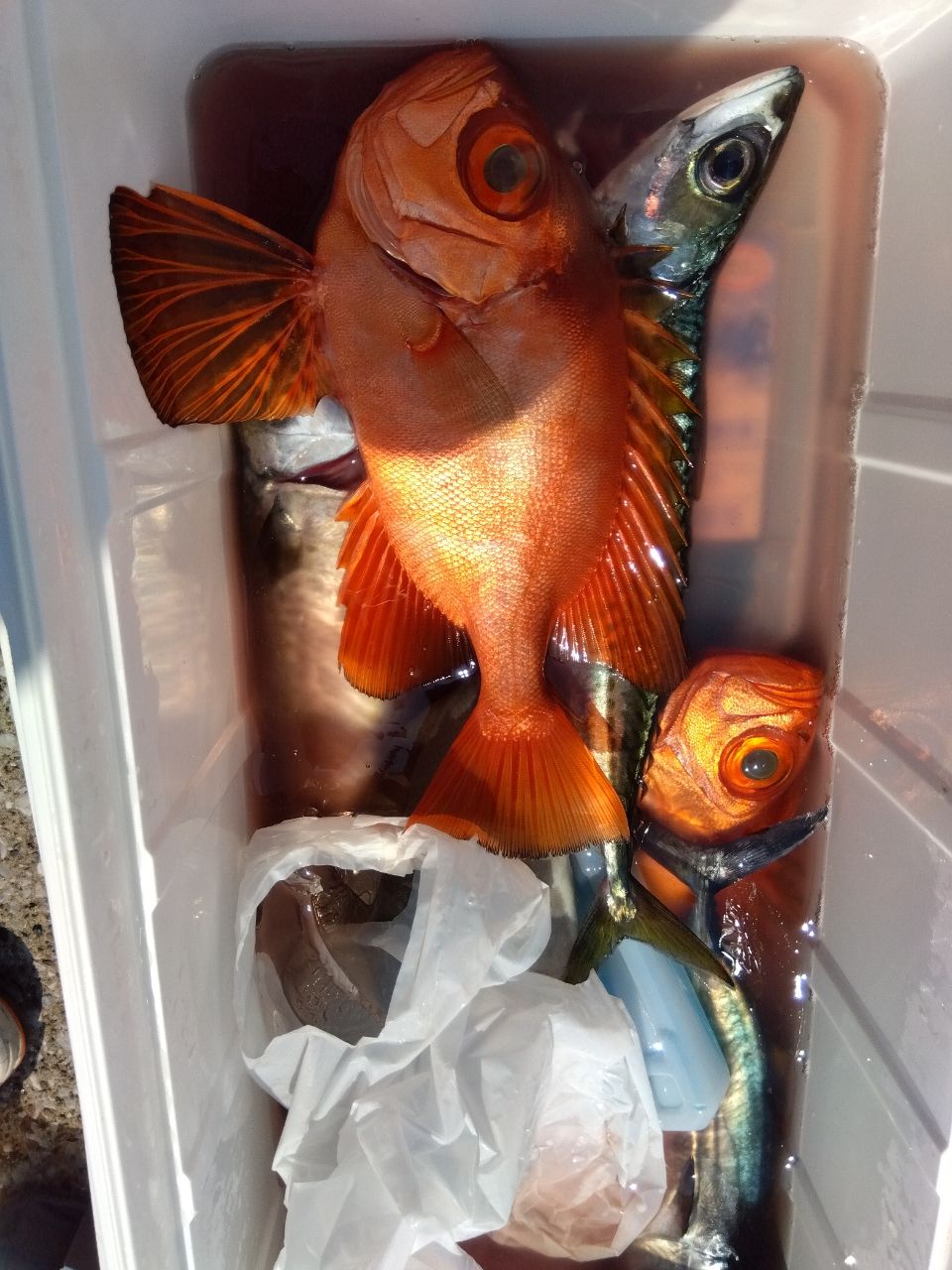 せどおと丸さんの釣果 2枚目の画像