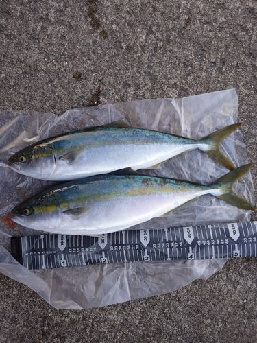 イナダの釣果