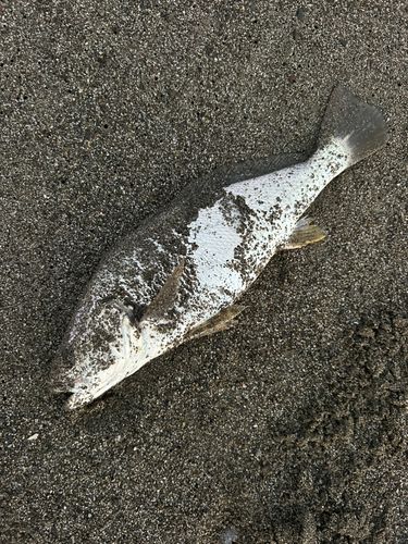イシモチの釣果
