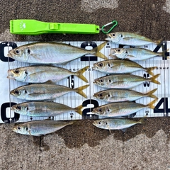 アジの釣果