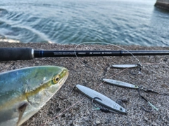 フクラギの釣果