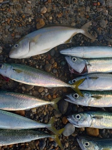 ショゴの釣果