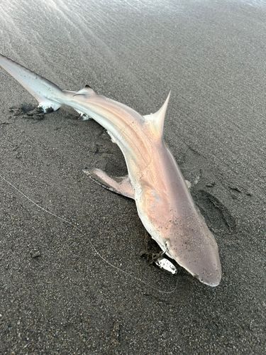 サメの釣果