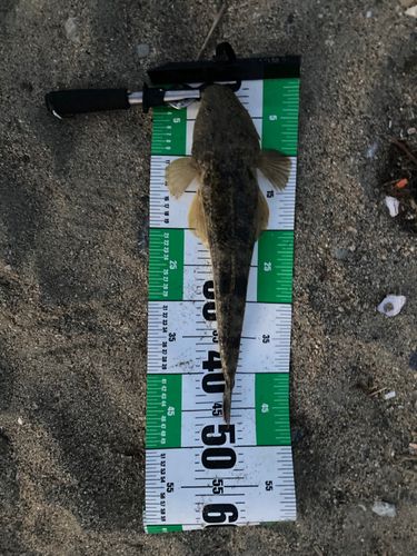 マゴチの釣果