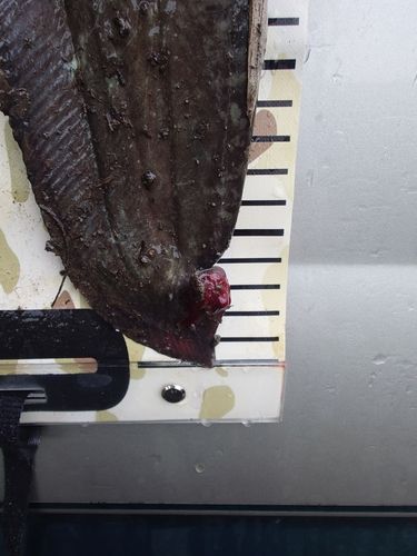 ナマズの釣果