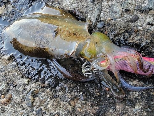 アオリイカの釣果