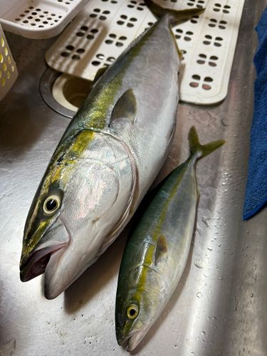 イナダの釣果