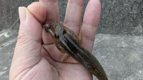 マハゼの釣果