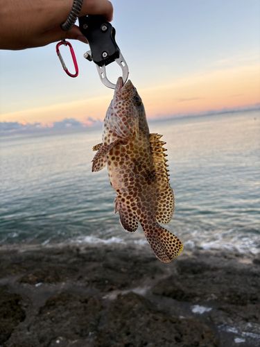 イシミーバイの釣果