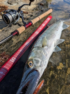 カマスの釣果