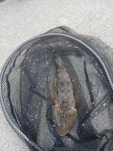 マゴチの釣果