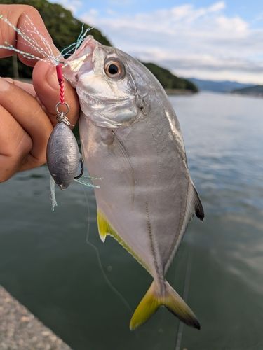 メッキの釣果