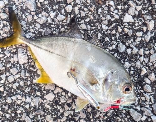 メッキの釣果