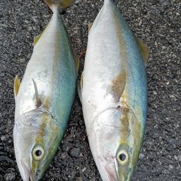 ツバス