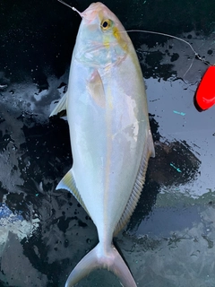 カンパチの釣果