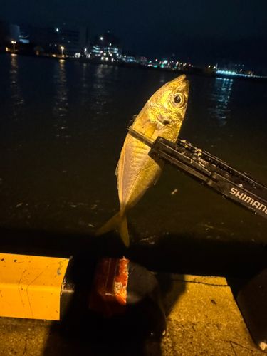 釣果