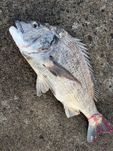 エソの釣果